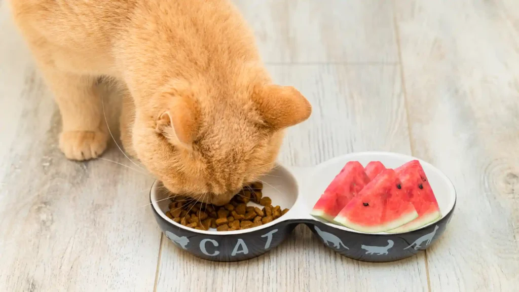 Can Cats Eat Watermelon?
