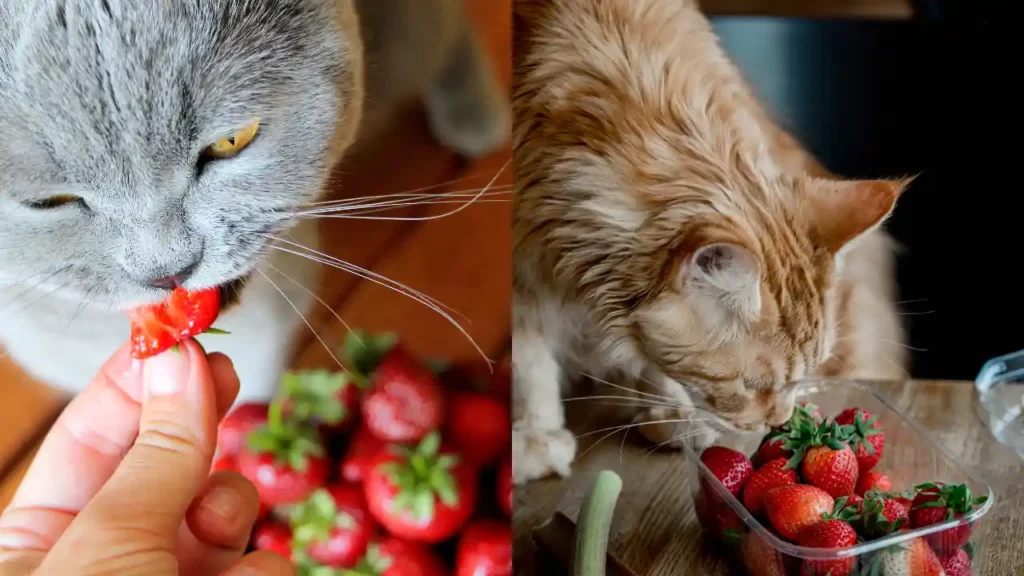 Can Cats Eat Strawberries?