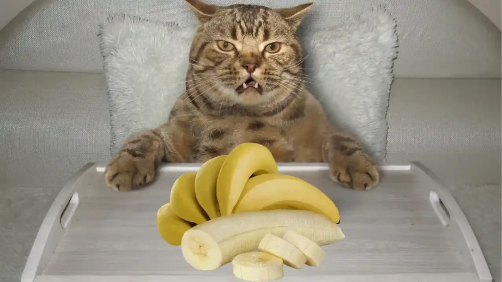 can cats eat bananas