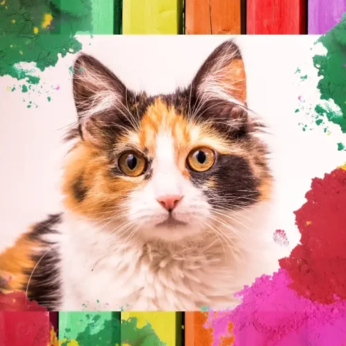 Beyond Black and White: What Colors Can Cats See in Their World?