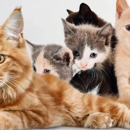 How Long Are Cats Pregnant? Everything You Need to Know